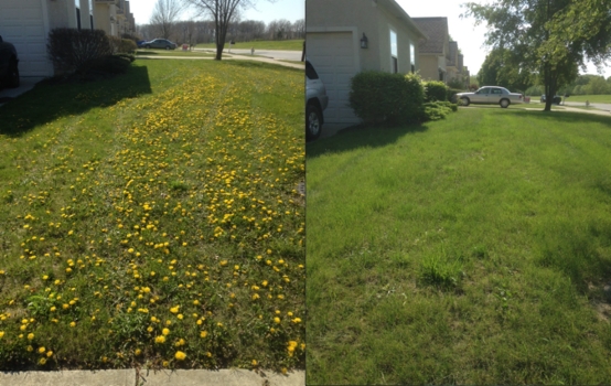 lawn weed control in Westerville