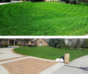 lawn treated with power seeding services