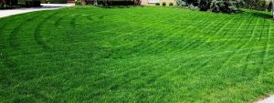 green grass treated by lawn services in Columbus