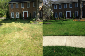 lawn care treatments New Albany OH