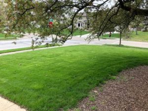 Upper Arlington lawn after power seeding 4
