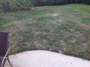 Upper Arlington lawn before power seeding 4
