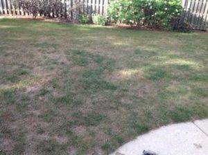 Upper Arlington lawn before power seeding 3
