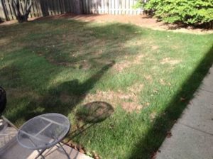 Upper Arlington lawn before power seeding 2