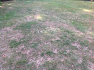 Upper Arlington lawn before power seeding 1