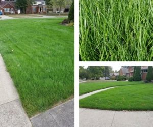 Check Out This Beautiful Green Lawn!, lawn care company North Ridgeville