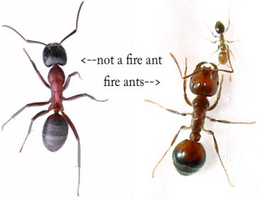 diagram showing difference between ants and fire ants