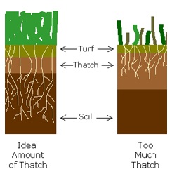 Image of thatch soil compaction lawn care