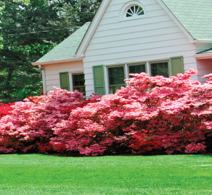 tree and shrub care for winter-jpg