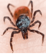 tick