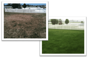 image of before and after power seeding during fall lawn care