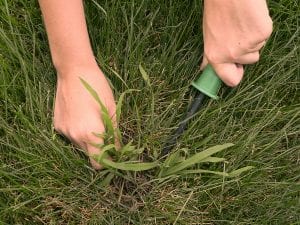 image of a hand removing crabgrass with a weeding tool