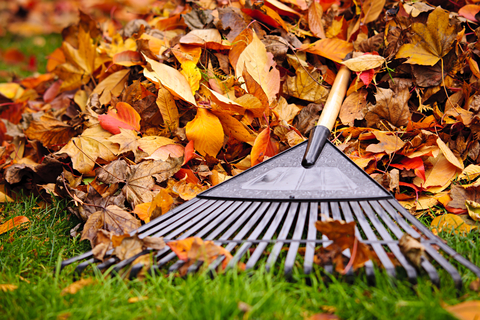 image of a rake raking leaves during fall lawn care