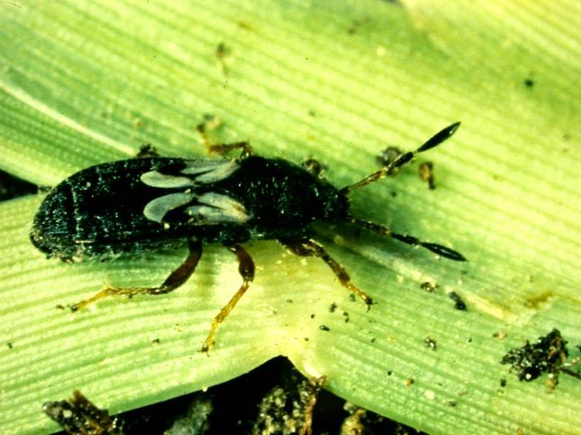 Chinch bug on leaf
