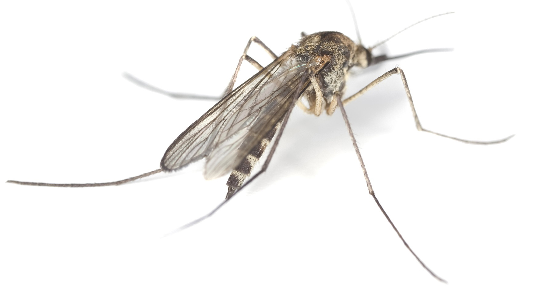 Reclaim Your Yard with Mosquito Control