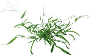 Crabgrass