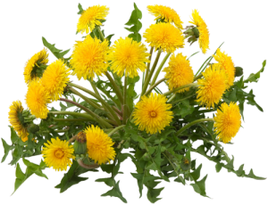 dandelion