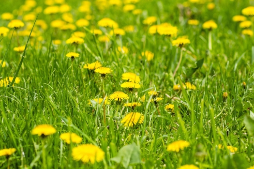 Dandelions in a yard