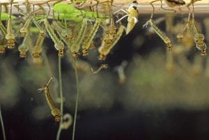 mosquito larvae hatching