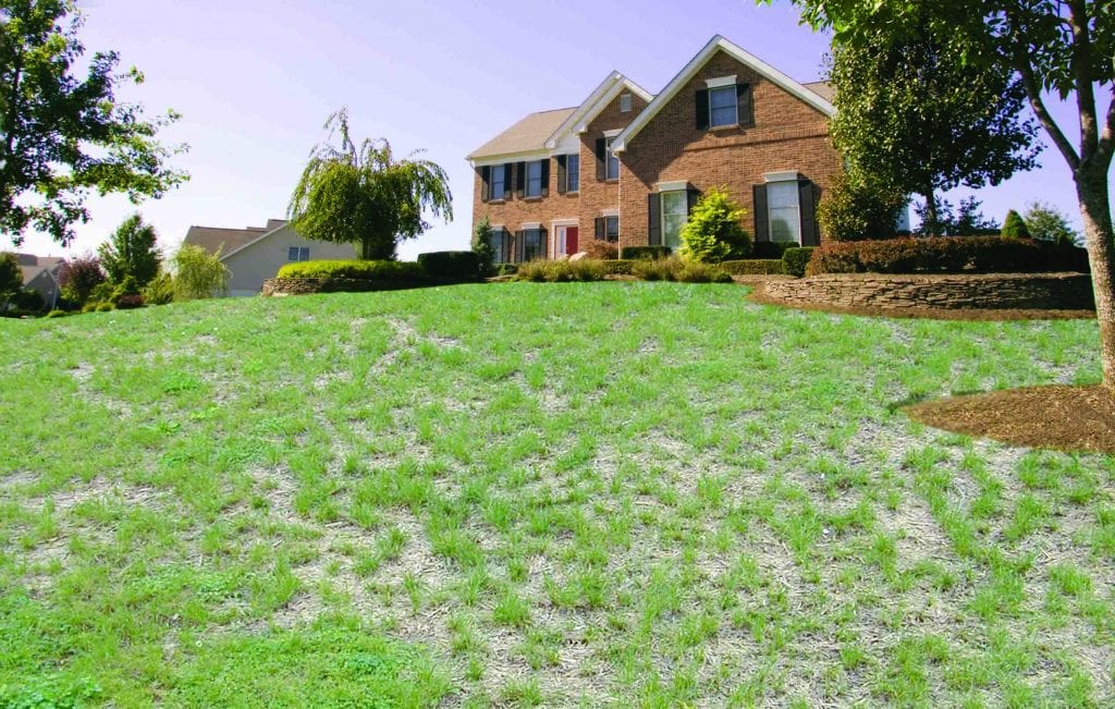 Home and front lawn that is heat stressed