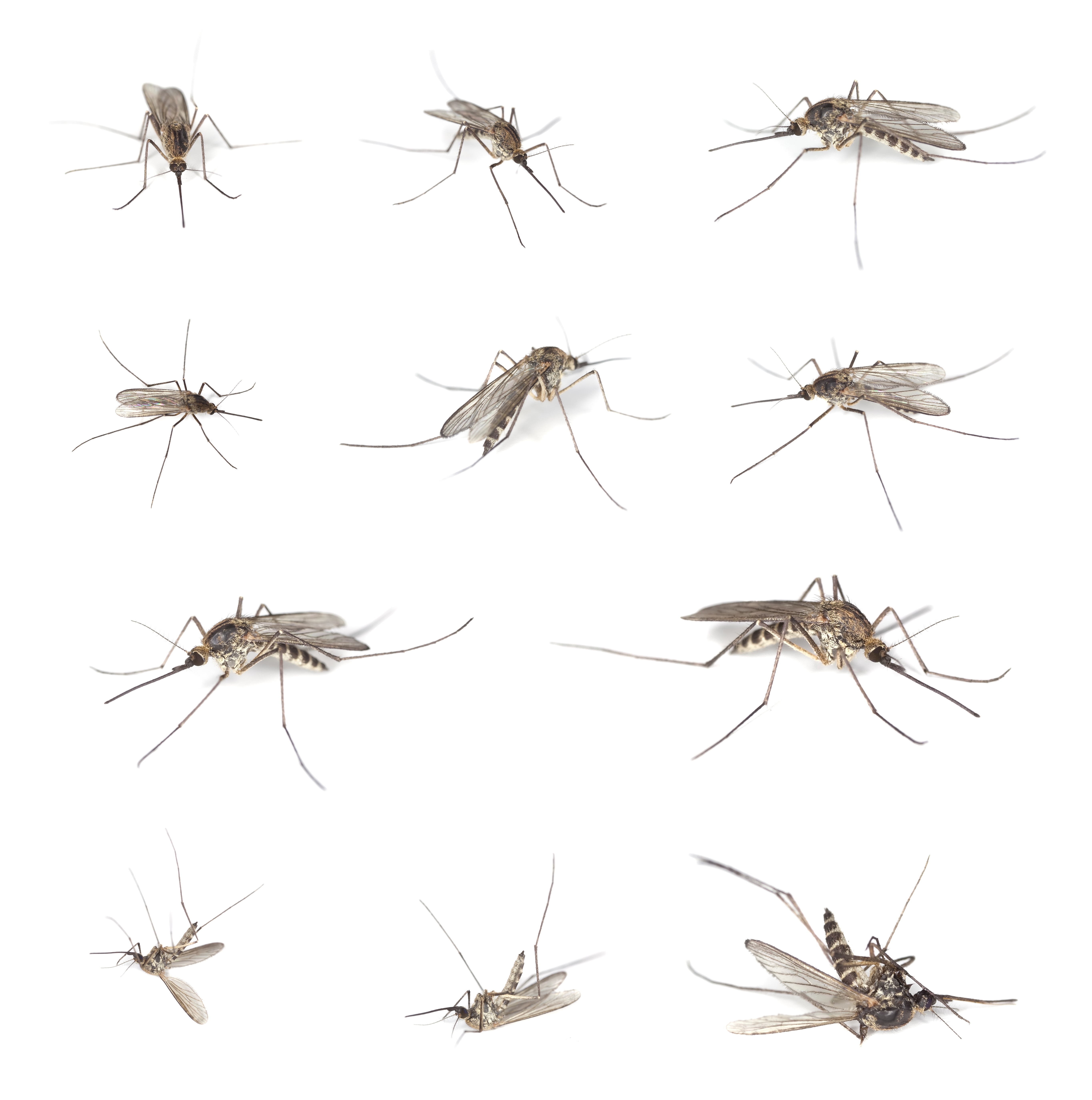mosquitoes