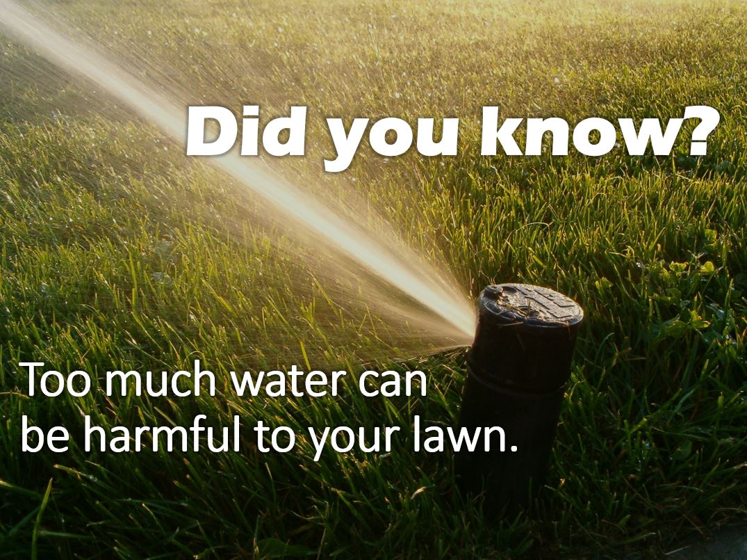 Tips For Summer Irrigation Lawn Doctor