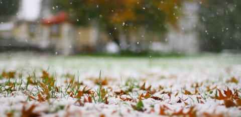 winter lawn frosted with snow