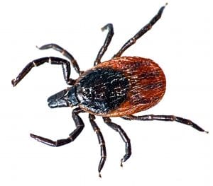 tick outbreak 2017