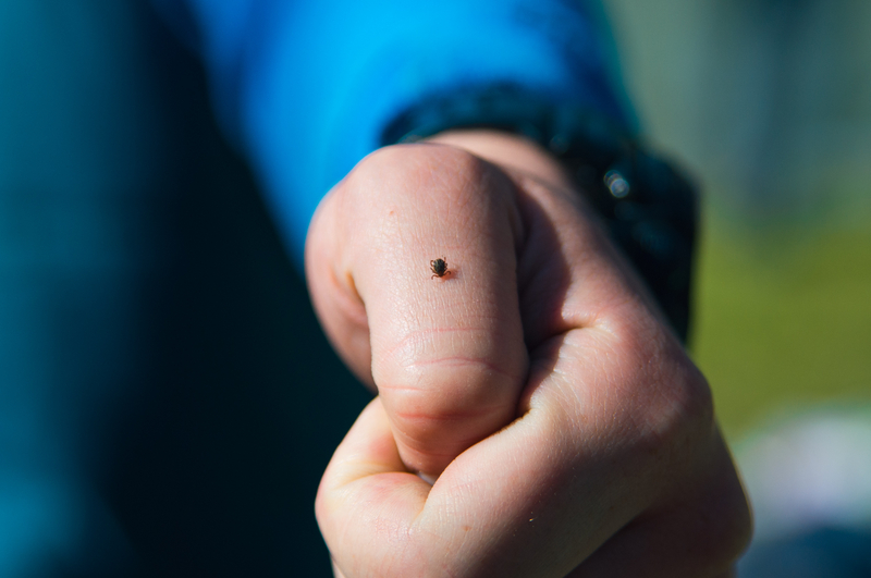 tick on man's thumb