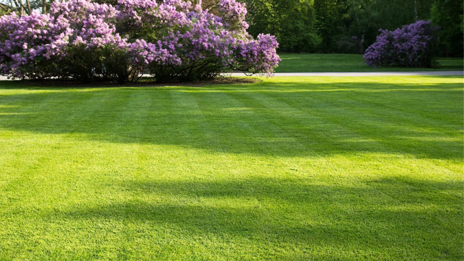 new-sod-spring-mown-grass-purple-flowers