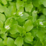 chickweed
