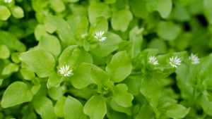 chickweed