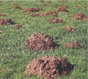 Several dirt scattered across lawn in Sachse